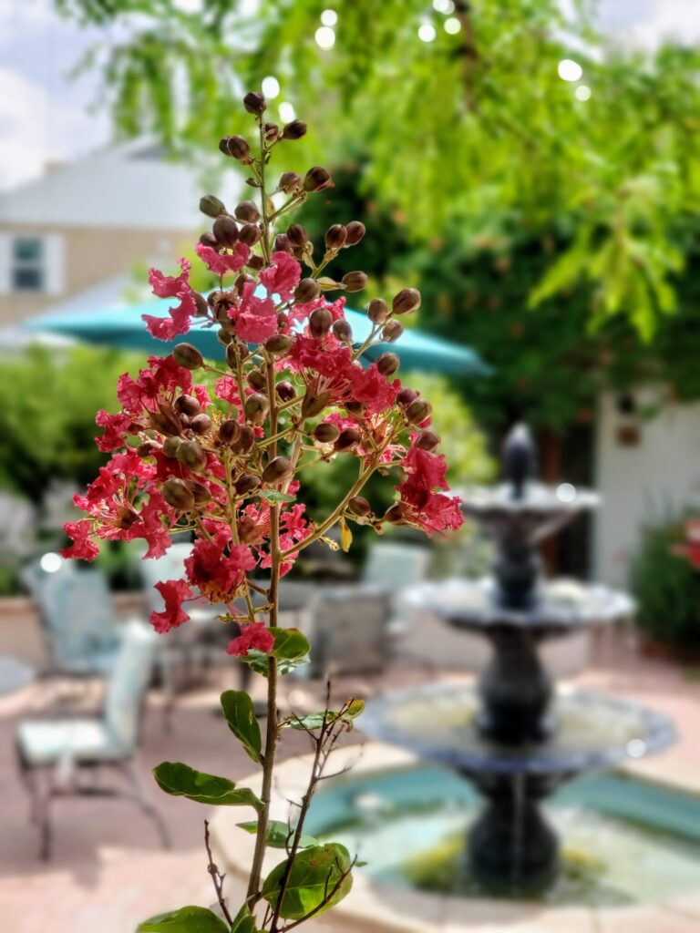 A cluster of pink crape myrtle flowers in focus, with a blurred backyard patio and a tiered fountain in the background.